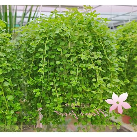 玲瓏冷水花風水