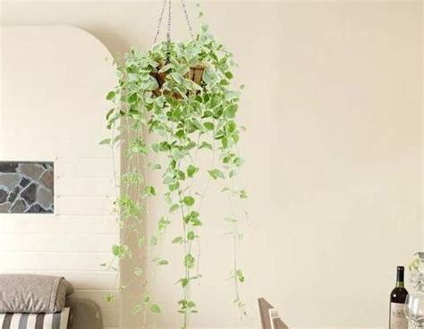 吊植物