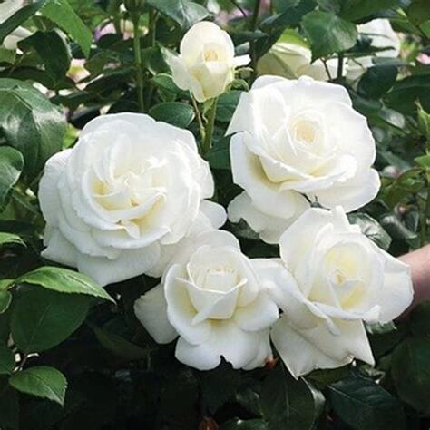 白色月季花