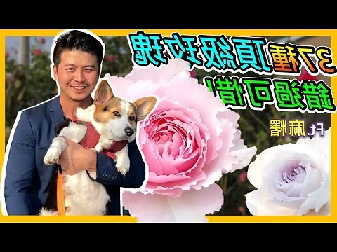 玫瑰花好種嗎