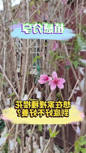 家種櫻花