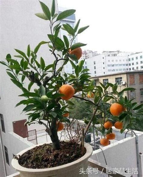 陽台種樹