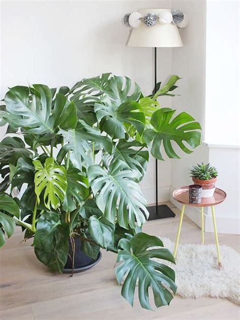 室內大葉植物