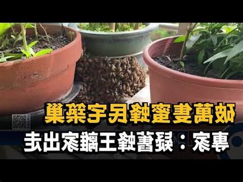 胡蜂築巢風水