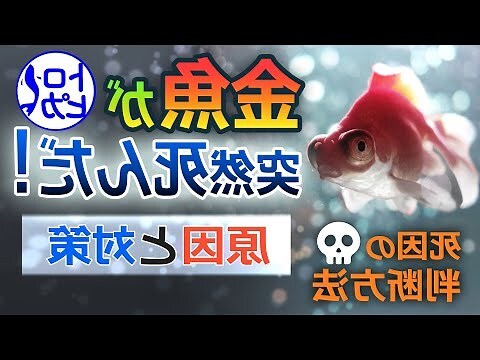 夢到金魚死掉