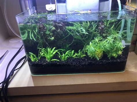 小魚缸可以養幾隻魚