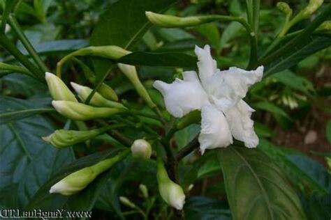 珍珠馬茶花有毒嗎