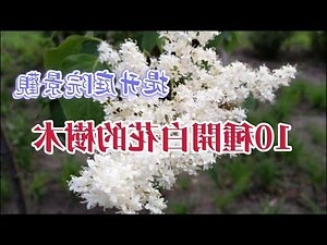 會開白花的樹