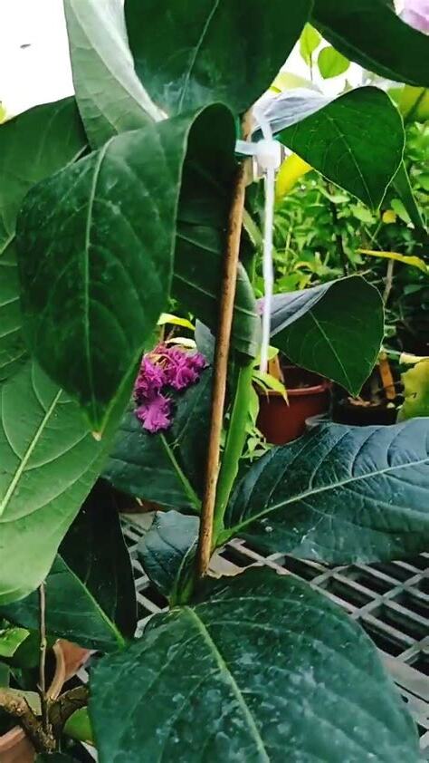 紫薇花種植