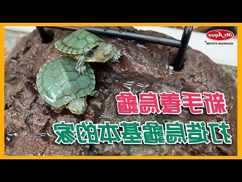 烏龜來家裡