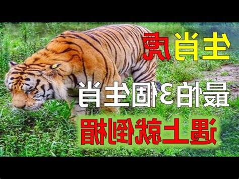 屬虎的禁忌