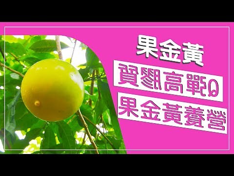 黃金的功效