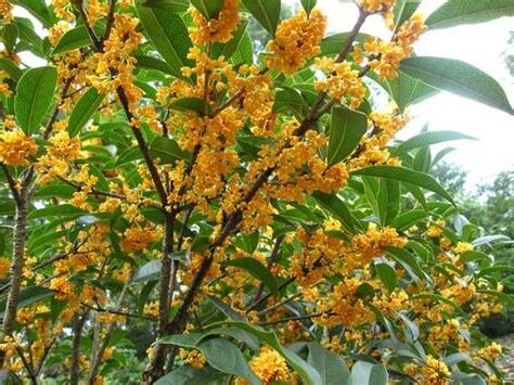 桂花葉尖枯黃