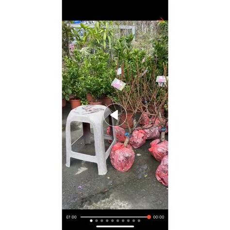 七寸桃花風水