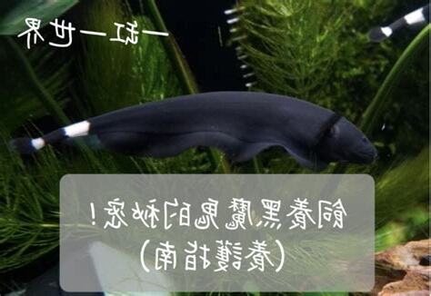 黑魔鬼魚壽命