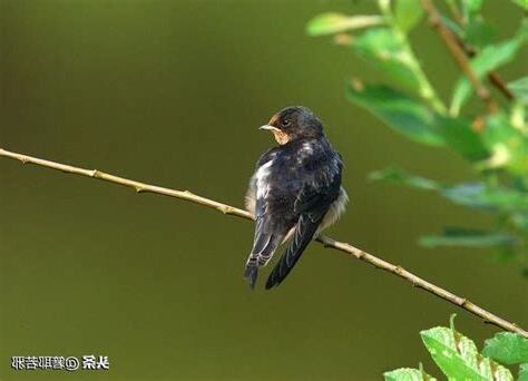 燕子在家裏築巢代表什麼意思