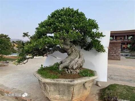 琴榕樹風水