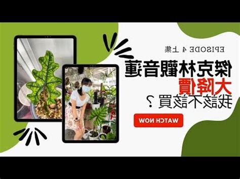 甲骨文觀音蓮風水