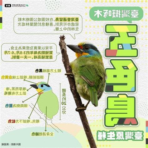 五色鳥象徵