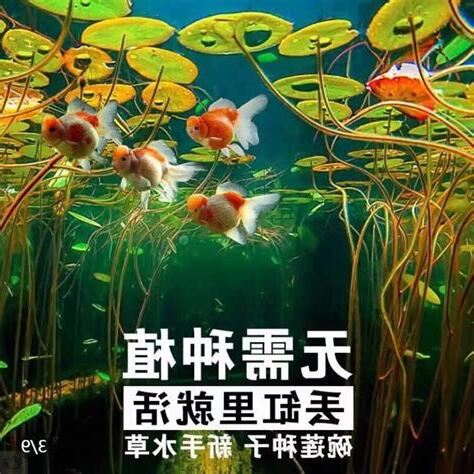 睡蓮養魚