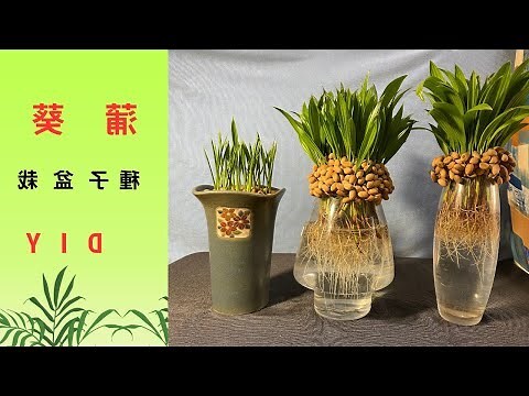 樟樹種子盆栽