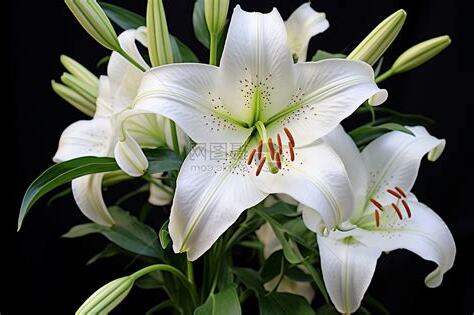白色百合花