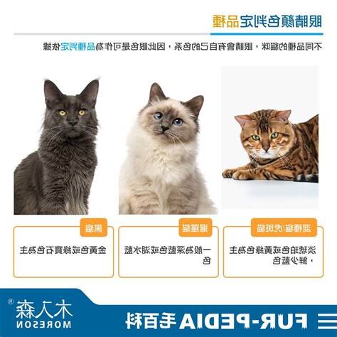 貓咪死掉會回來嗎