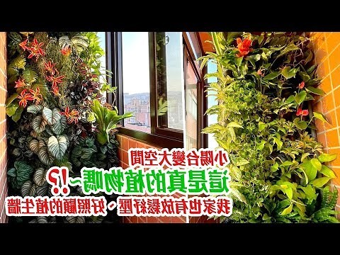陽台植栽佈置