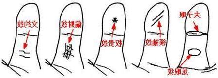 大拇指第一節有幾條節紋