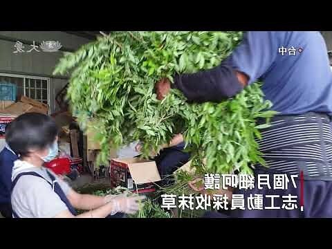 抹草擺放位置