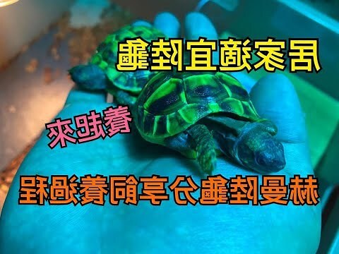 龜身龍頭