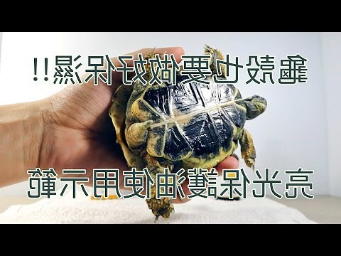 龜殼作用