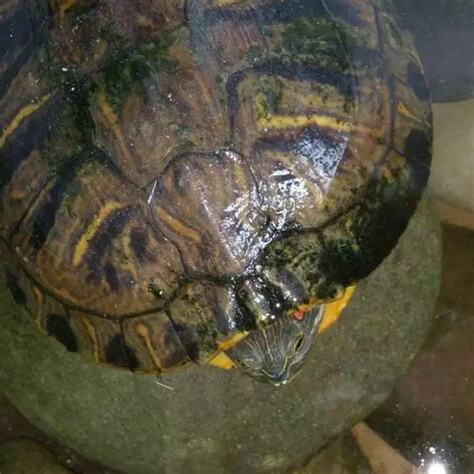 養陸龜風水