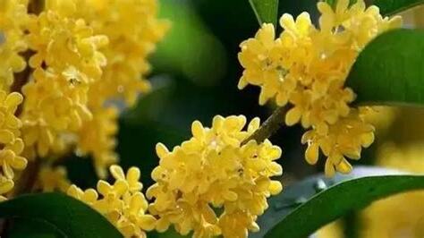 桂花的花語