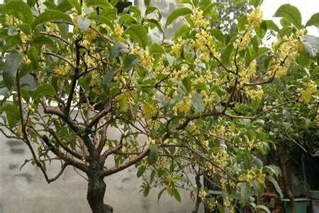 門口桂花風水