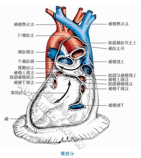 心包腔位於