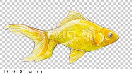 黃色金魚