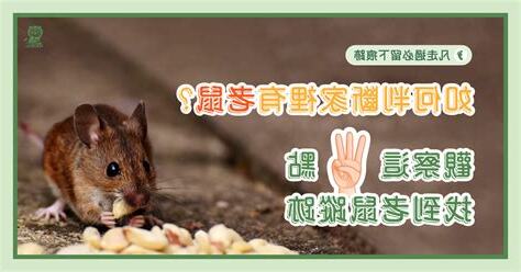 家裡有老鼠徵兆