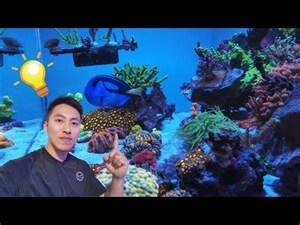 珊瑚擺放位置