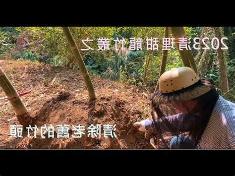 甜龍筍矮化