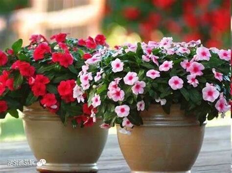 家里种什么花好