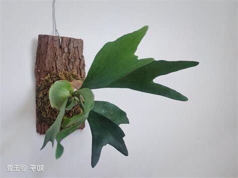 鹿角蕨室內風水