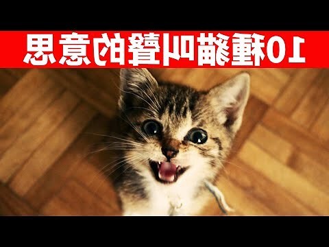 貓來家門口代表什麼