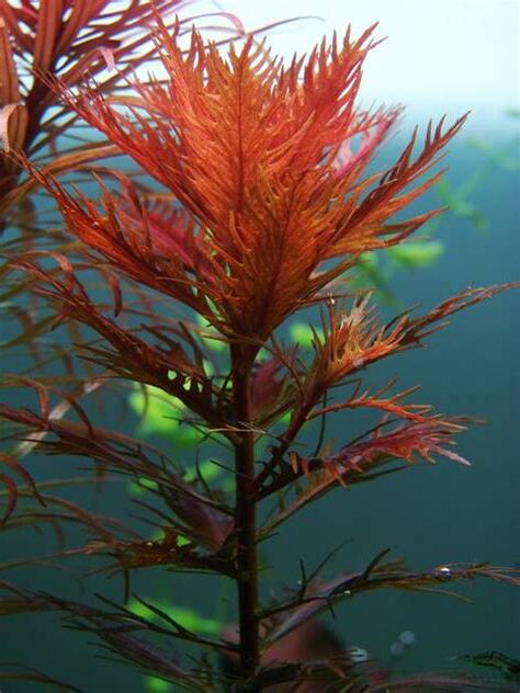 紅色水草入門