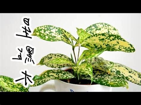 星點木風水