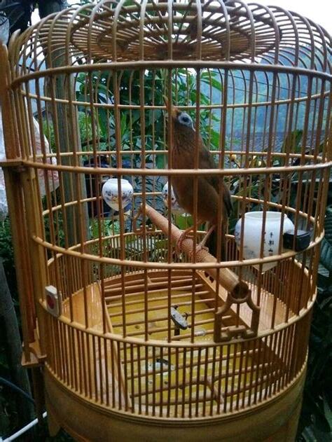 養鳥禁忌