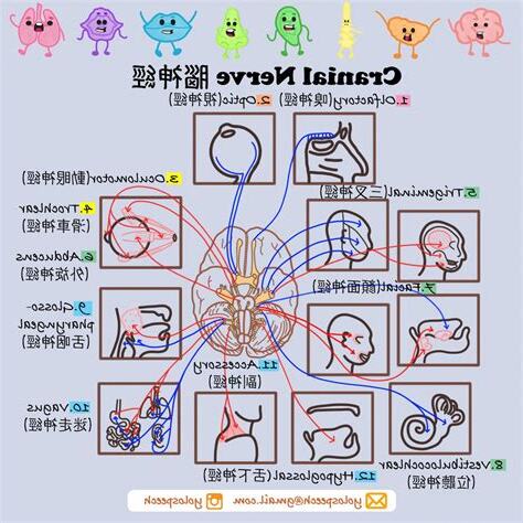 12腦神經口訣