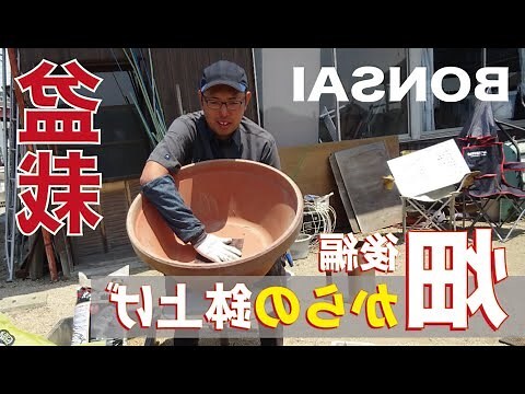 送人盆栽