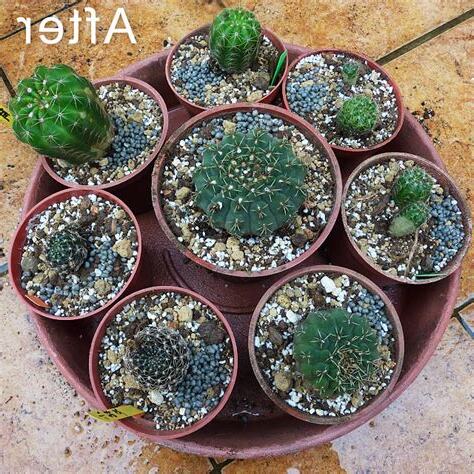 仙人掌換盆
