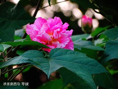 芙蓉花種植